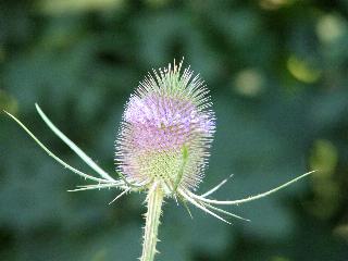 Wilde Karde whrend der Blte